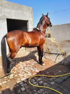 horses for sale location  Gujrat village Amra  kalan