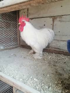 golden sebright + bentum