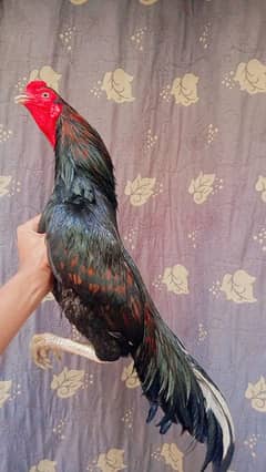 patha available