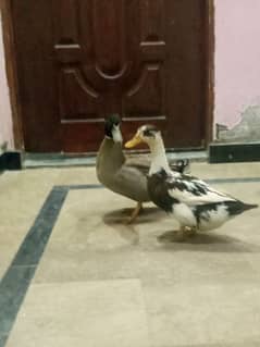 Desi ducks