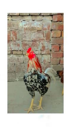 Pakistani aseel breeder pair