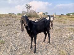 Bakra