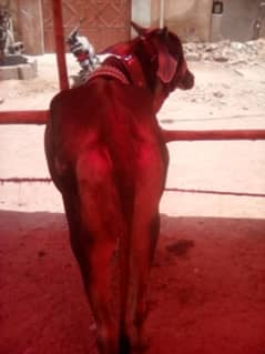 bachya