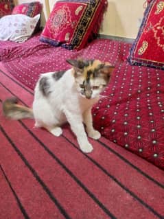 Persian kitten