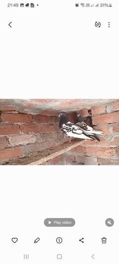 Raam Puri Pair 03034460019