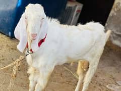 bakra