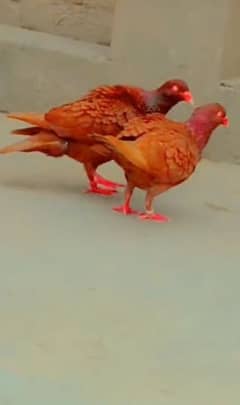Red dainesh peajon 6 pairs