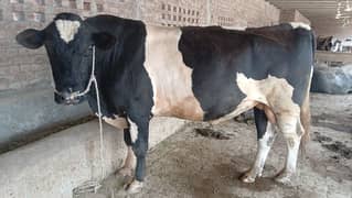 Bull for sale