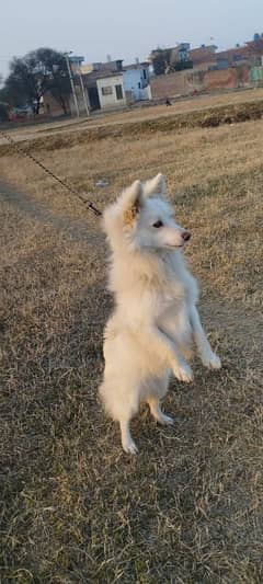 Russian dog