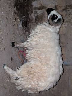 Dumba jori for sale