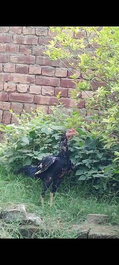 Home breed Thai Pakistani Male and females.