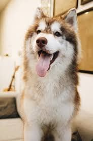 Husky