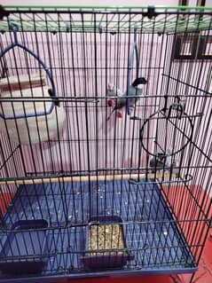 2 java pair with cage 3 portion cage for gray parrot