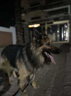 German