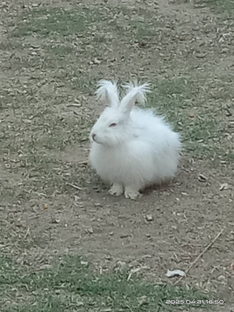 English Angora 1 breeder female in reasonable rate 1