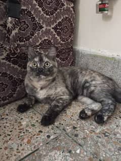 I Want to Sale a Female Cat(Tabby Persian)