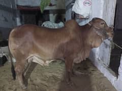 2 Dant heavy bachra for Qurbani
