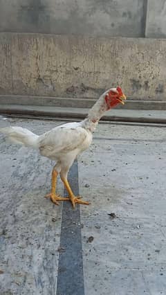 Paper White Heera Male 03204143422