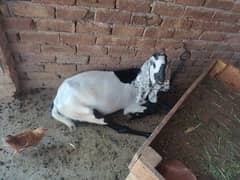 goats