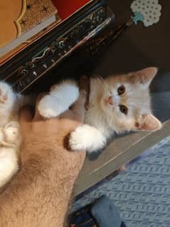 Persian Male Kittens Biscuit color