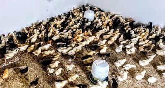 golden misri chicks for sale healthy active