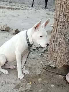 4 month. pure gultair . very healthy and active