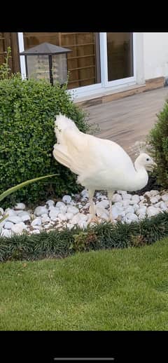 Female peacock