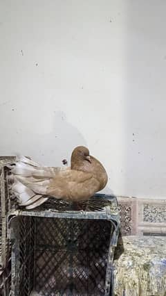 fantail pigeons for sale (male and female pigeons)
