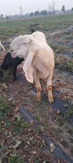 kajla chhatra for qurbani