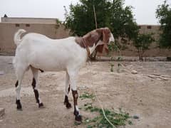 بکرا برائے فروخت