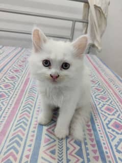 Persian Kittens