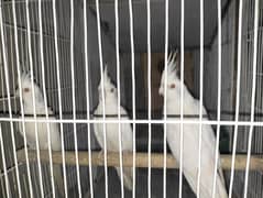urgent sale cocktail 3 pair with cage