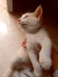 Persian kitten