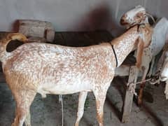 bakra for sale