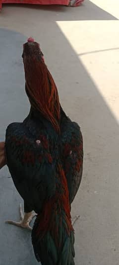 murgar