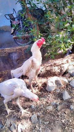 herra pair