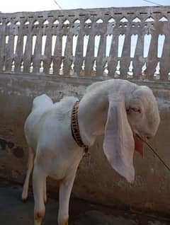Pure Rajanpuri Gulabi