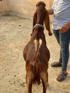 Bakray qurbani 2025 2 or 4 dant