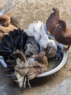 Lucky Kabootar For sale
