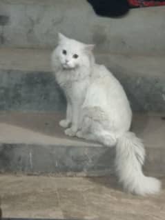 Persian cat for sale