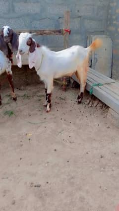 gar ka pala huya kubsurt Bakra