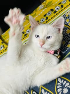 pure white Himalayan cat