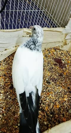 White Pair Pigeon