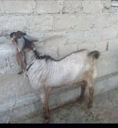 I am selling my goat male andu in 2 teeth very healthy and active . .