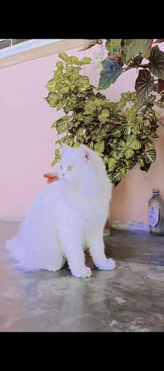 persian cat for sall location abbottabad sahlad