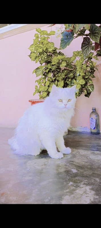 persian cat for sall location abbottabad sahlad 1