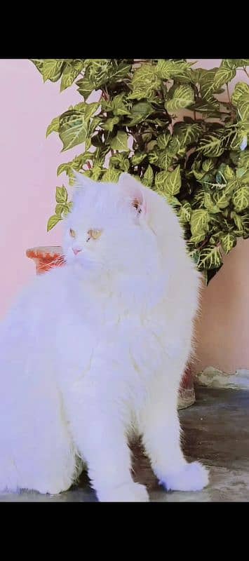 persian cat for sall location abbottabad sahlad 2