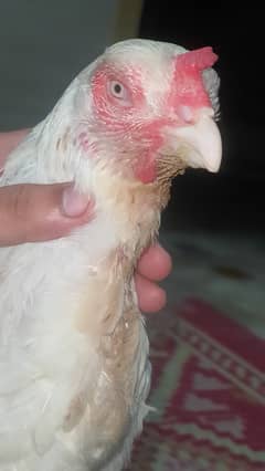 Qandhari