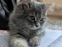 Persian