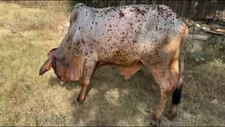 Qurbani hissa (ijtemai qurbani)